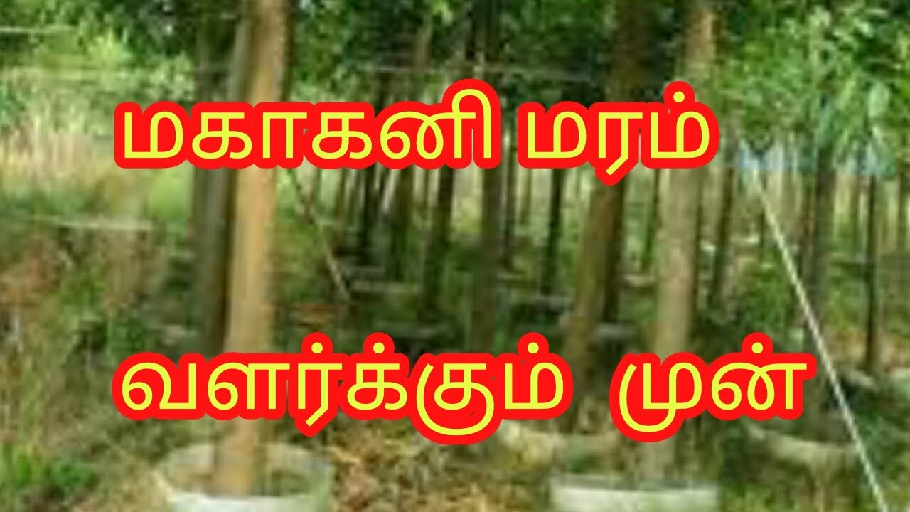 mahookani    மகாகனி வளர்க்கும்   முன்
