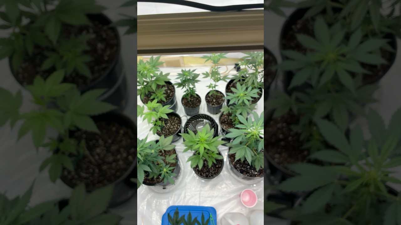 Fed and Happy. Auto Plants and Photo Seedlings.. #cannabiscommunity420 #420 #seedling #420community