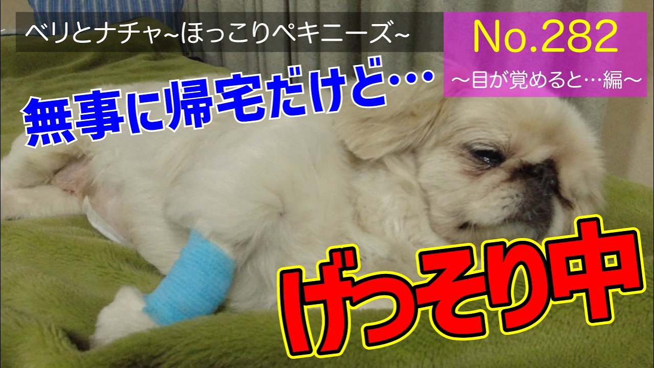 【ペキニーズ2匹】今日は“目覚めると…編”！ツンデレベリと甘えん坊ナチャの日常 #282 【癒し×可愛い】#愛犬 #ほっこり #犬