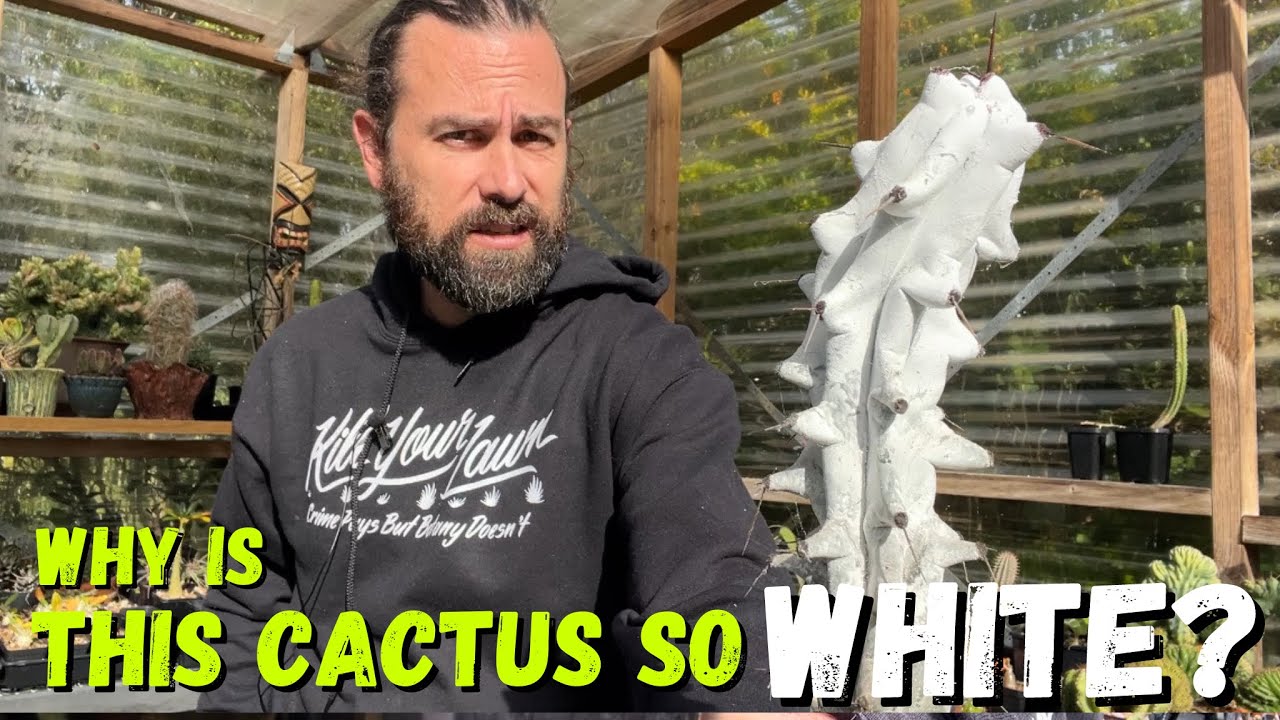 Stenocereus beneckei: the white cactus