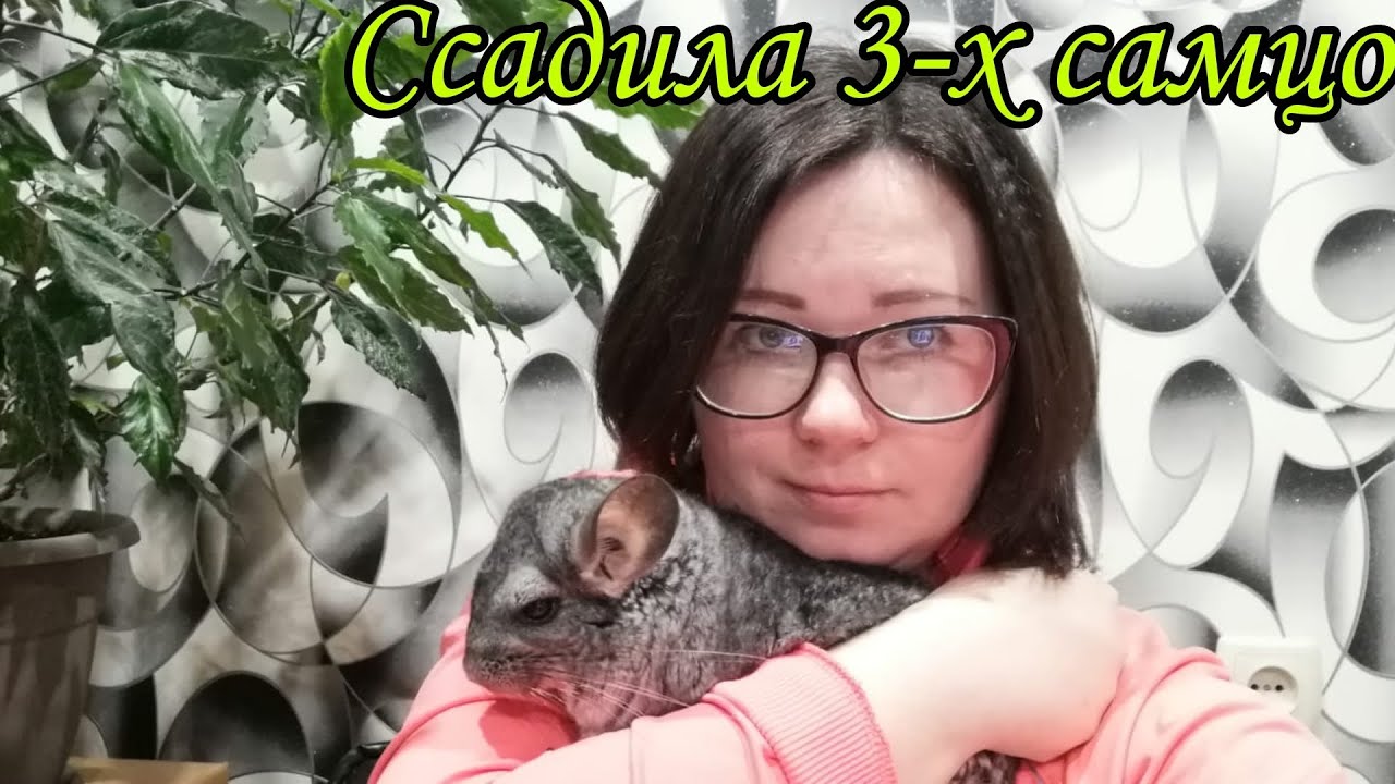 Как ссадить шиншилл.