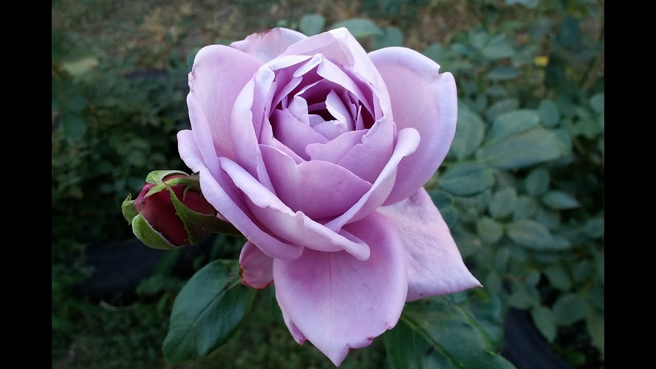 Обзор розы Блю Мун Майнцер Фастнахт. Весь ее сезон. 6 зона. Mainzer Fastnacht rose. Blue Moon rose.
