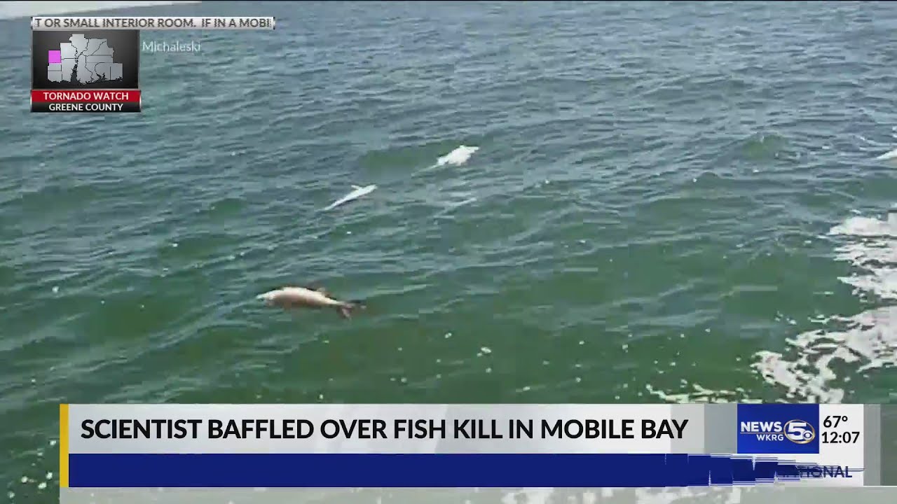 Scientists baffled over fish kill in Mobile Bay