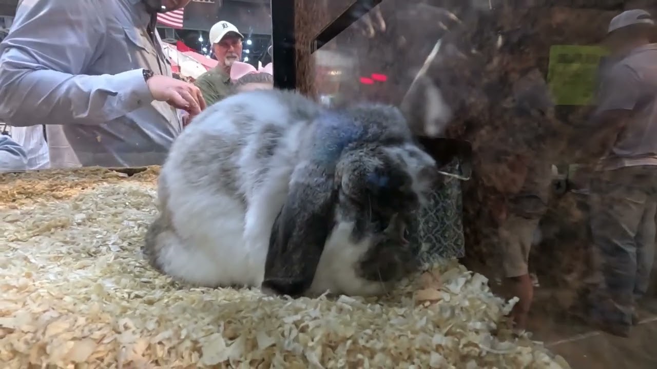 Rabbits at the Houston Rodeo Agventure March 2026