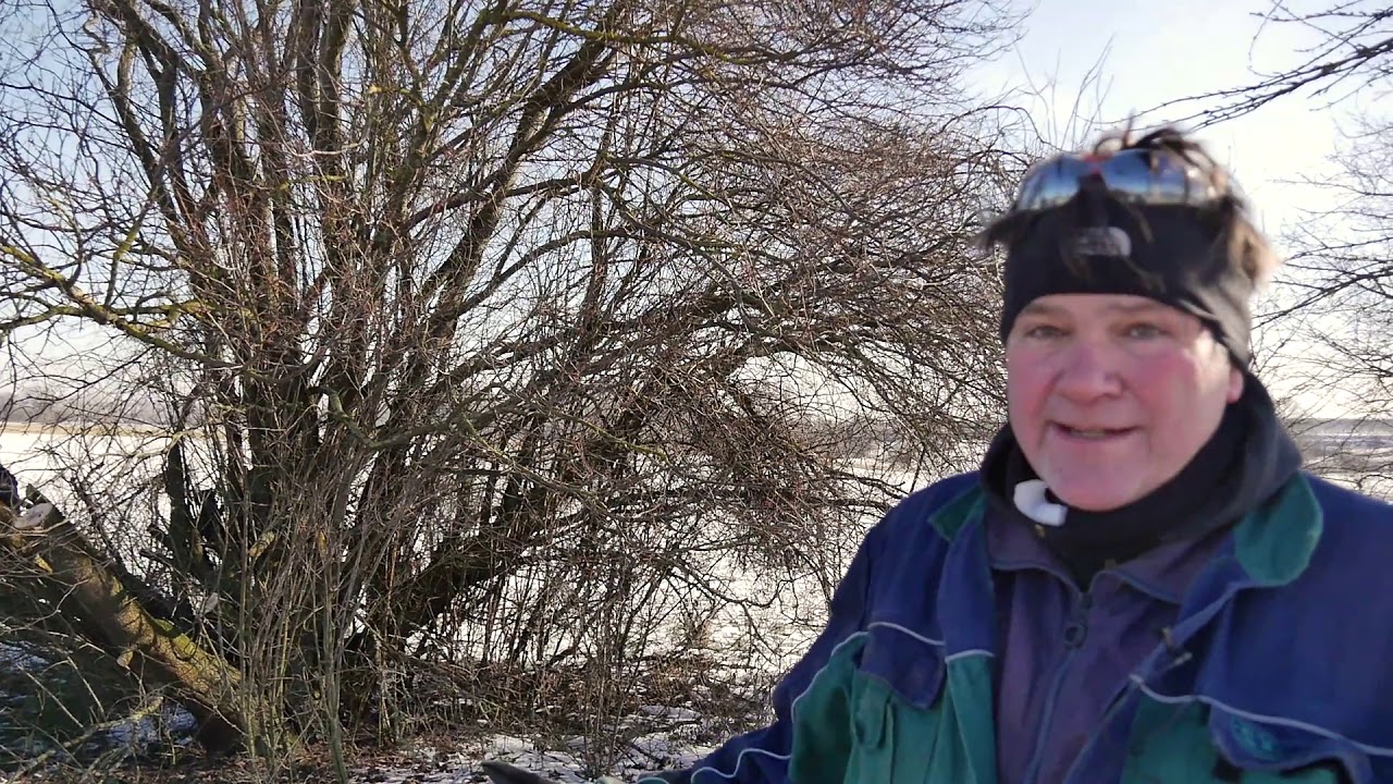Fuhrmann Stefan Schmeltekopf und Odin für den Naturschutzbund Südpfalz e.V. im Einsatz