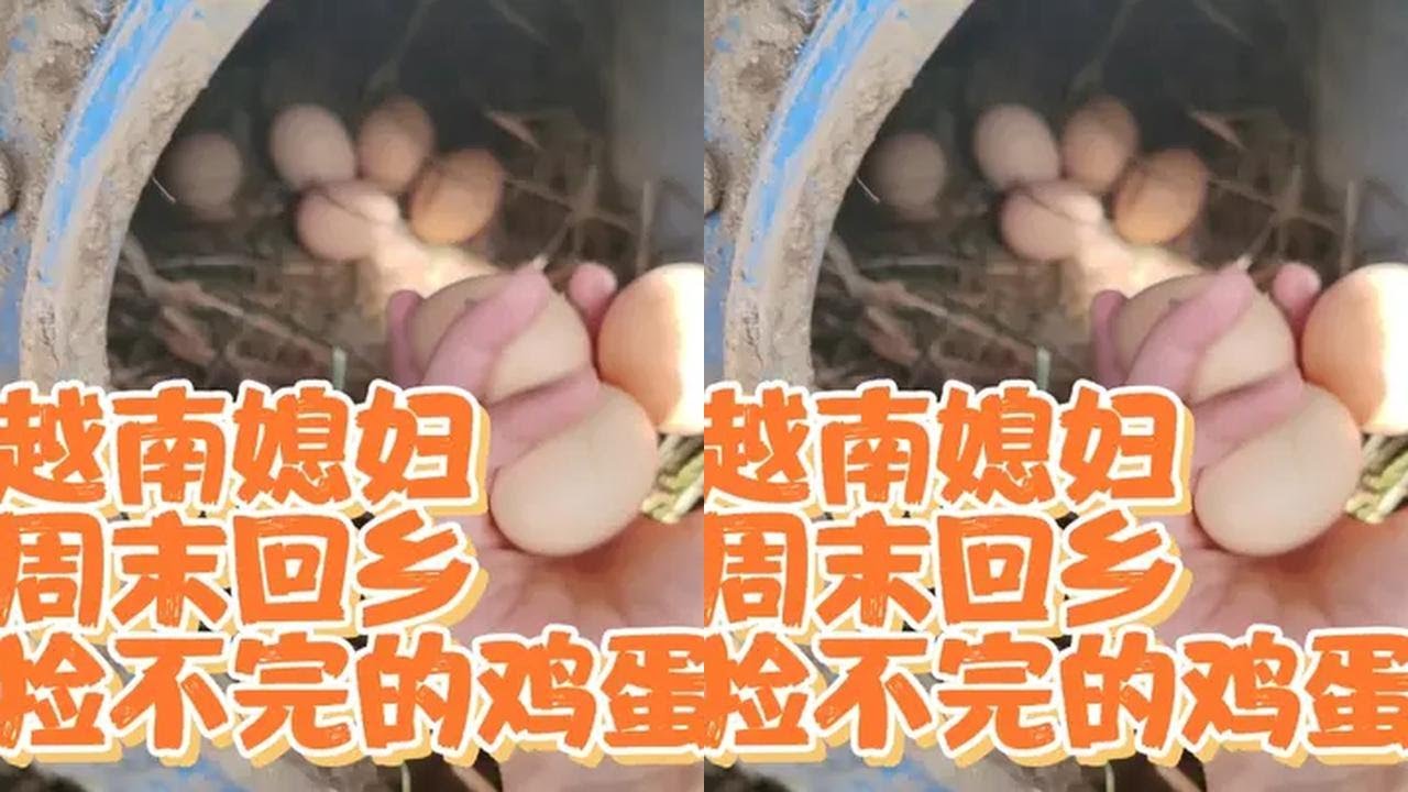 中越夫妇在乡下做副业已经看到成果，每天捡不完的鸡蛋是什么体验 #散养土鸡蛋 #土鸡蛋 #捡鸡蛋 #越南媳妇 #外国媳妇在中国