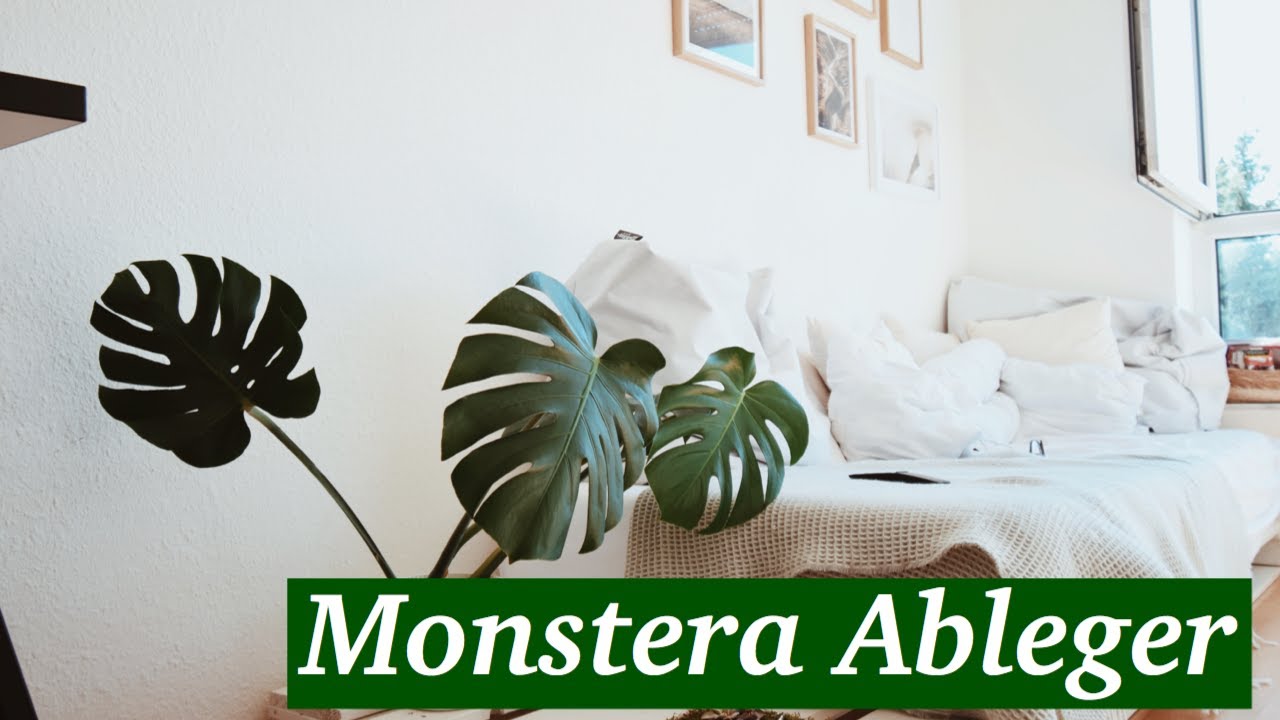 Monstera Ableger schnell und einfach selber machen I Pflanzen Ableger I 2020