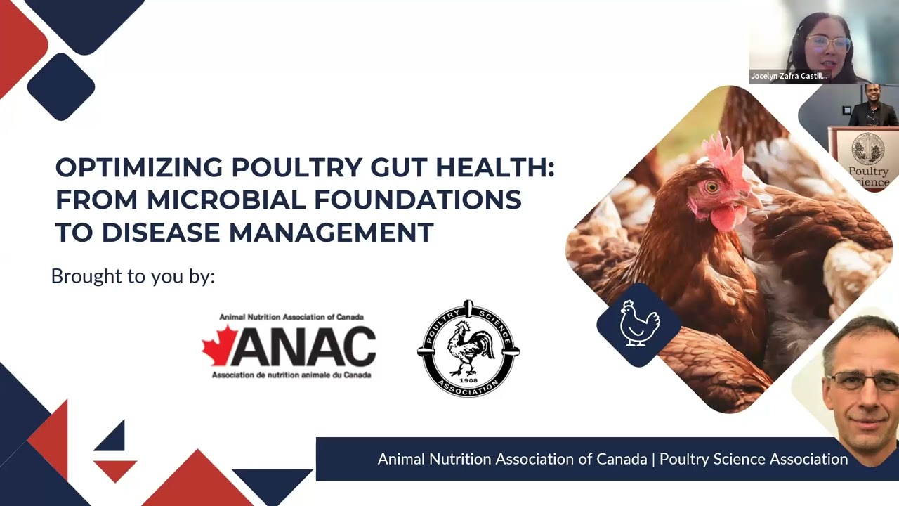 Optimizing Poultry Gut Health – From Microbial Foundations to Disease Management
