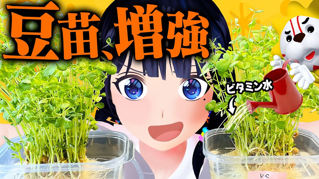 【検証】豆苗にビタミンが入った水を吸わせたら豆苗のビタミンは増えるのか？