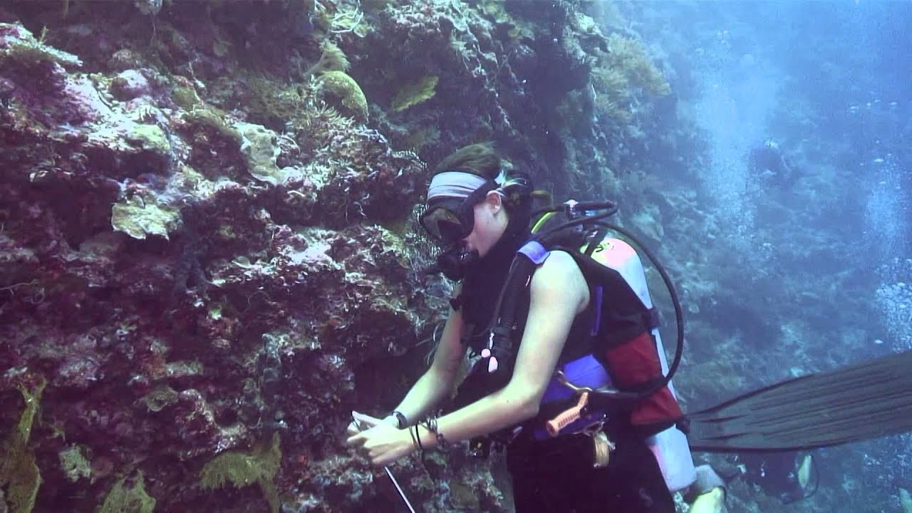 MSD Dive Palau 2014 - Ngemelis Wall