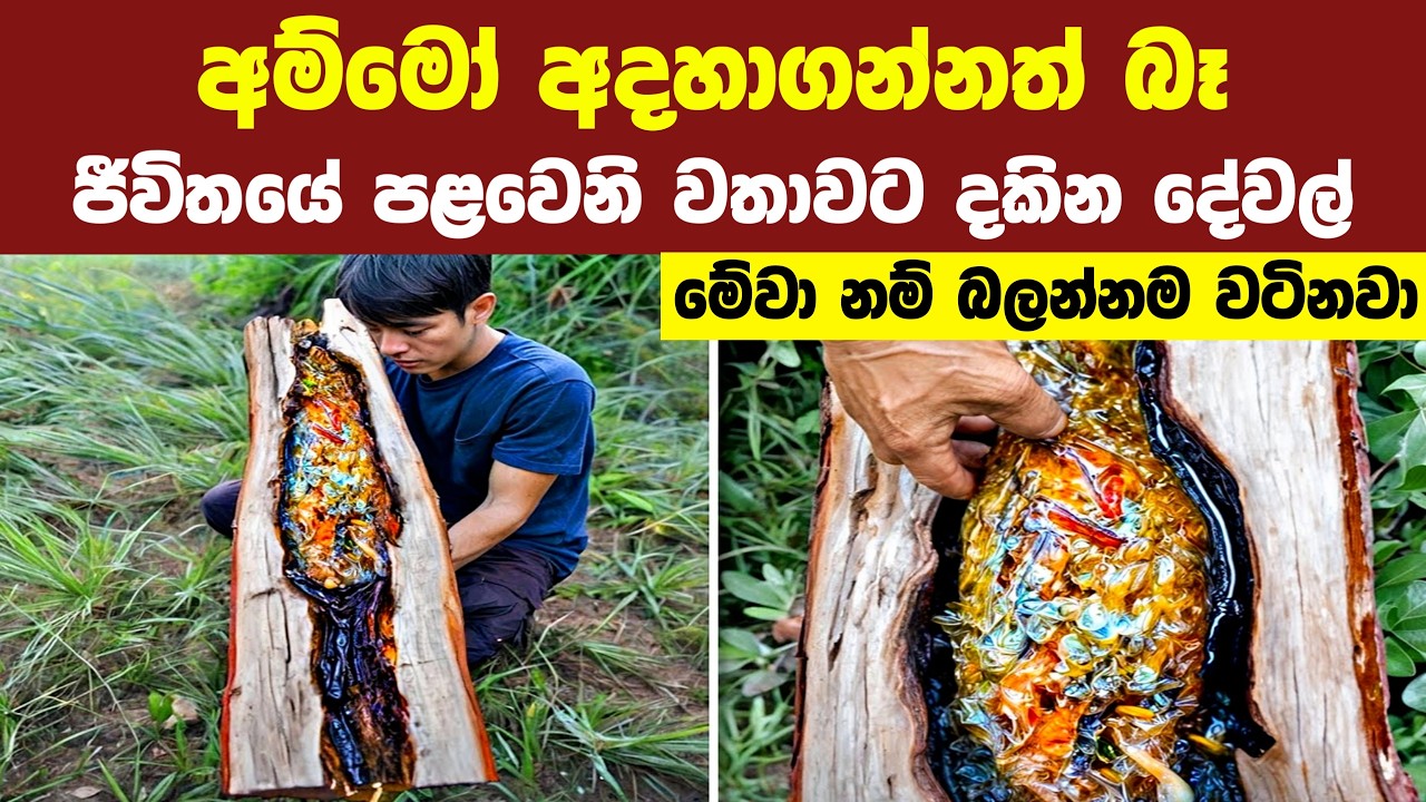 අම්මෝ! මේවා නම් කවදාවත් ඔබ දැකලා නෑ | 30 Things You Will See for the First Time in Your Life
