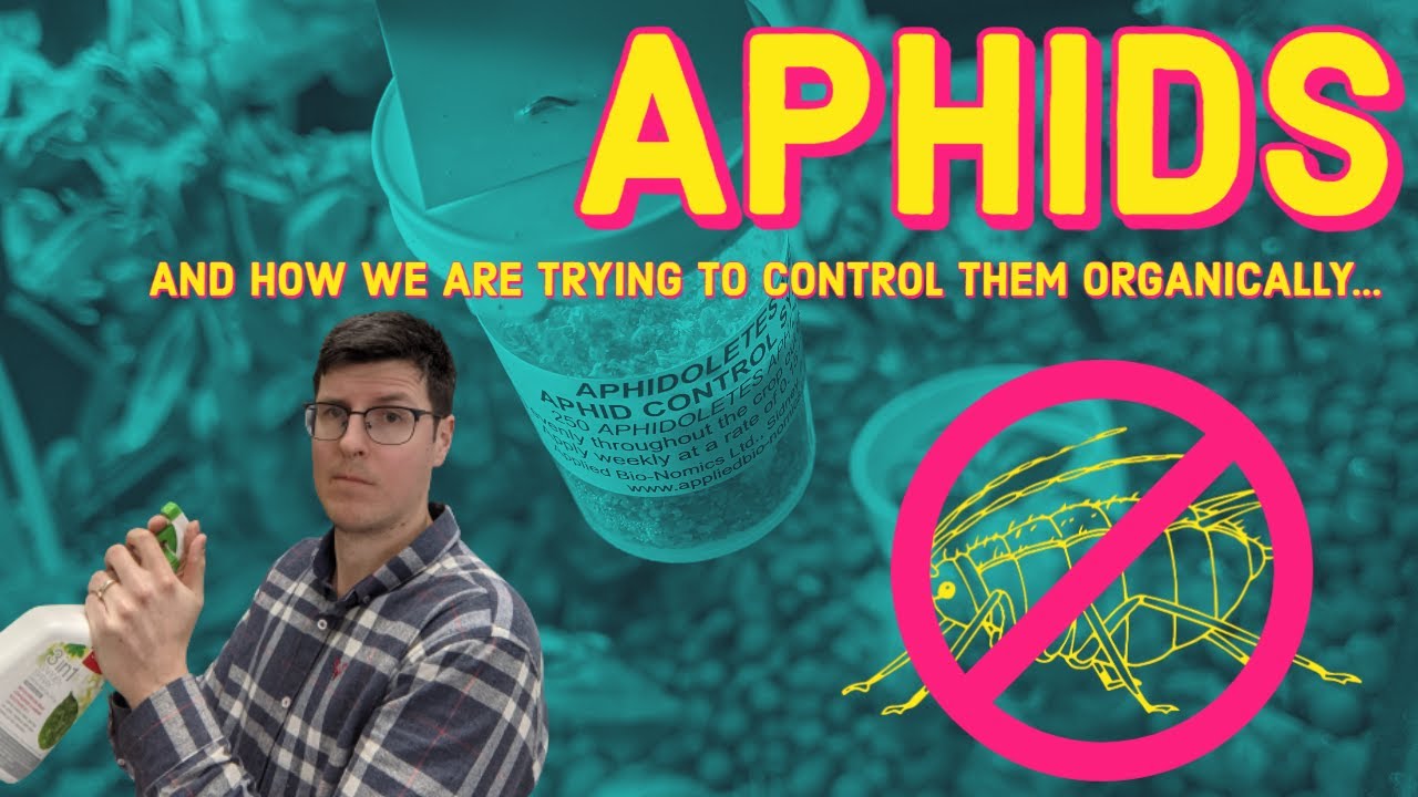 Aquaponics Aphid Control