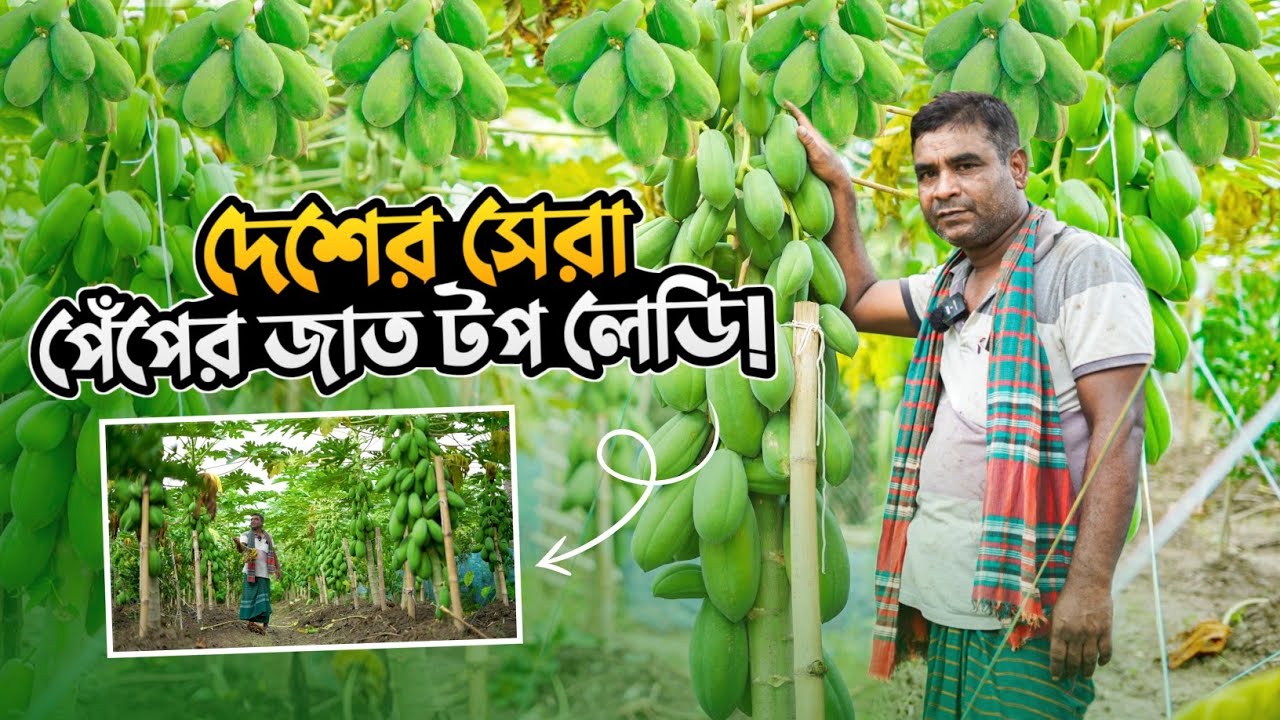 টপ লেডি পেঁপে চাষে লক্ষ টাকা আয় উদ্যোক্তার | পেঁপে চাষ পদ্ধতি | krishiwala.