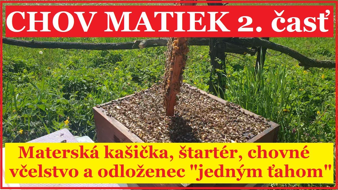 Chov matiek 2.časť: príprava zberného osirotenca
