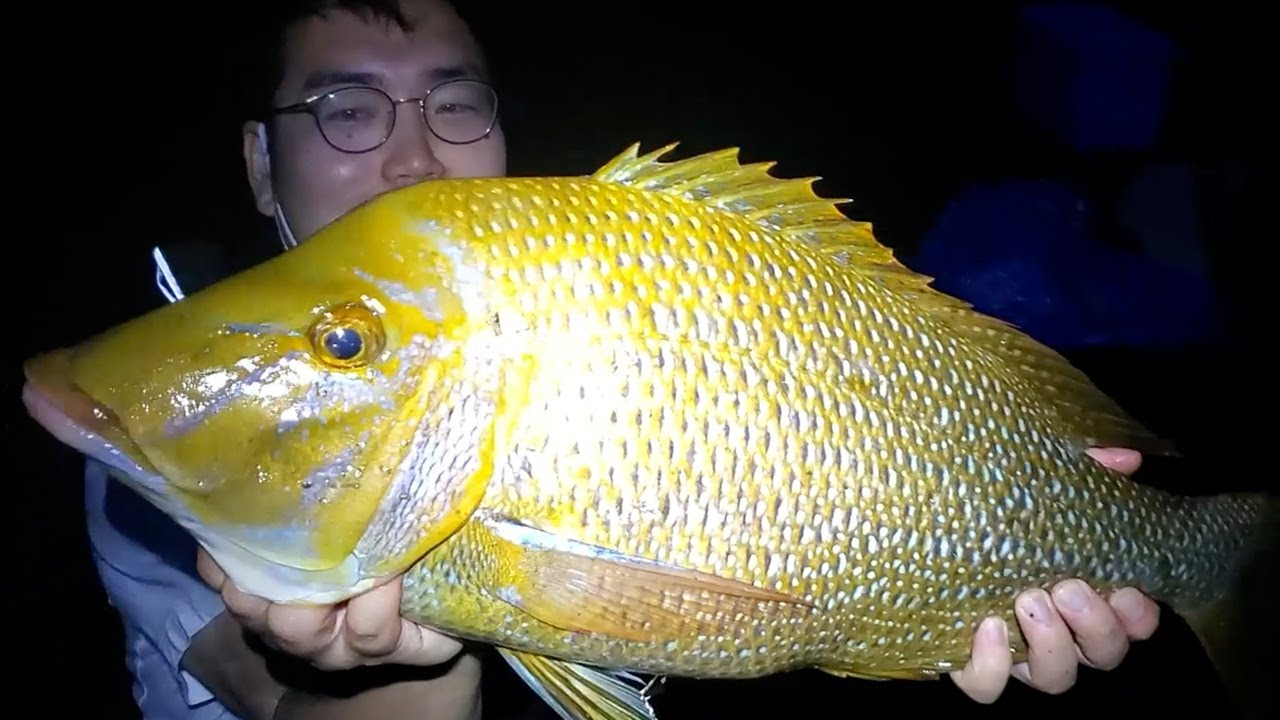 釣り人の憧れ「タマン」ことハマフエフキを釣ったからには食べてみた