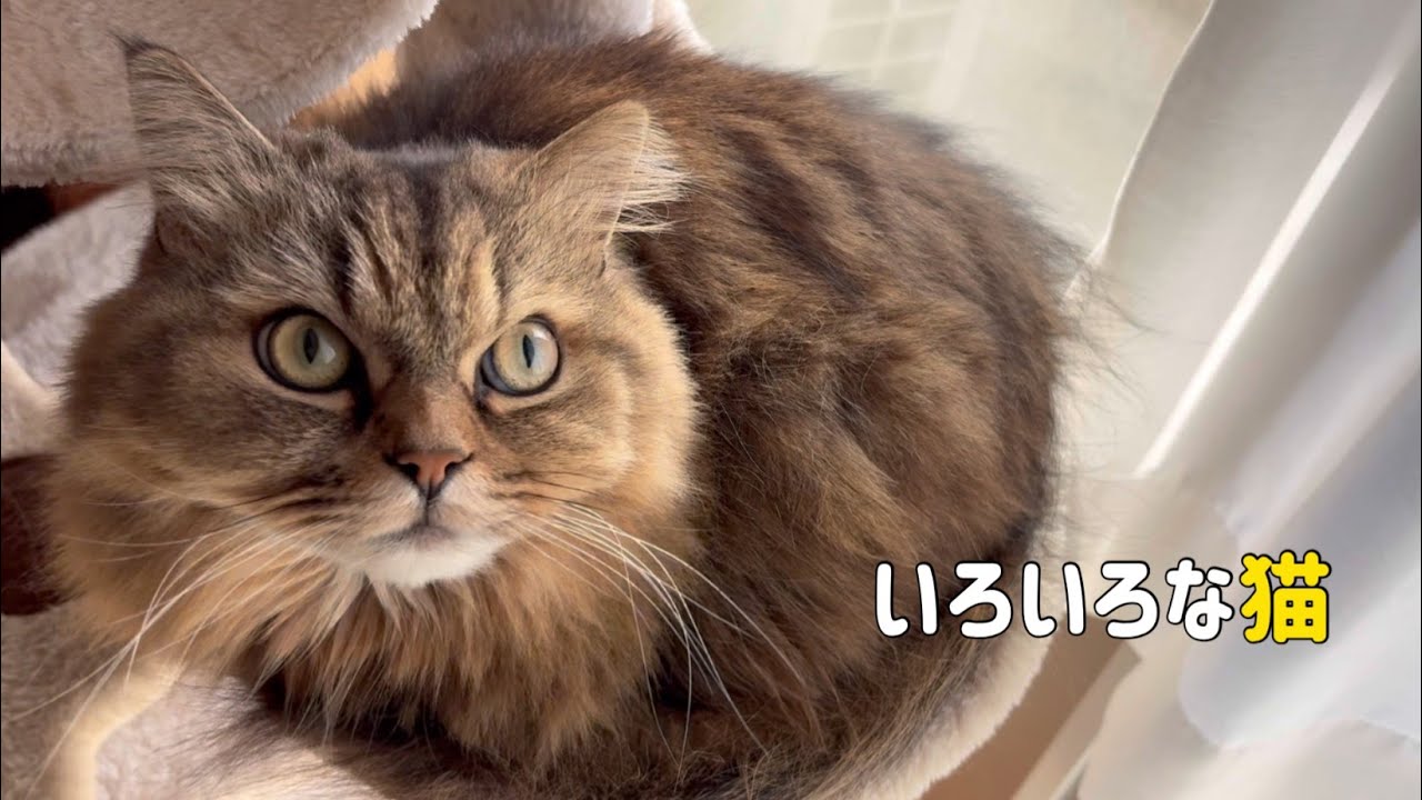いろんなはんぞう