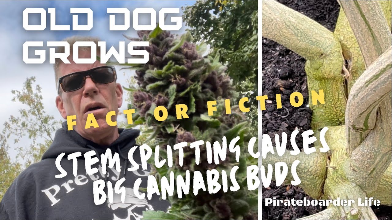 Old Dog Grows Fact or Fiction&hellip;Stem Splitting Causes Big Cannabis Buds&hellip;&rdquo;something happened here&rdquo;