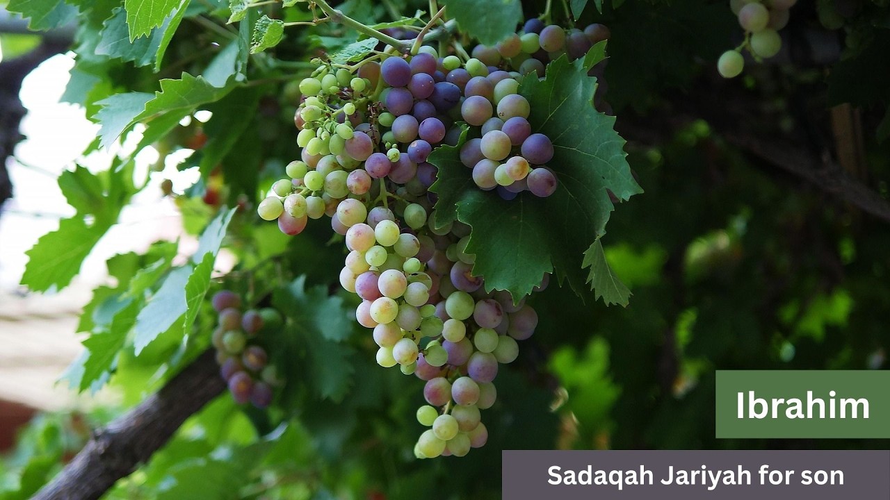 Sadaqah jariyah tree planted on behalf of son by his mother #IslamicGifts #SadaqahJariyah