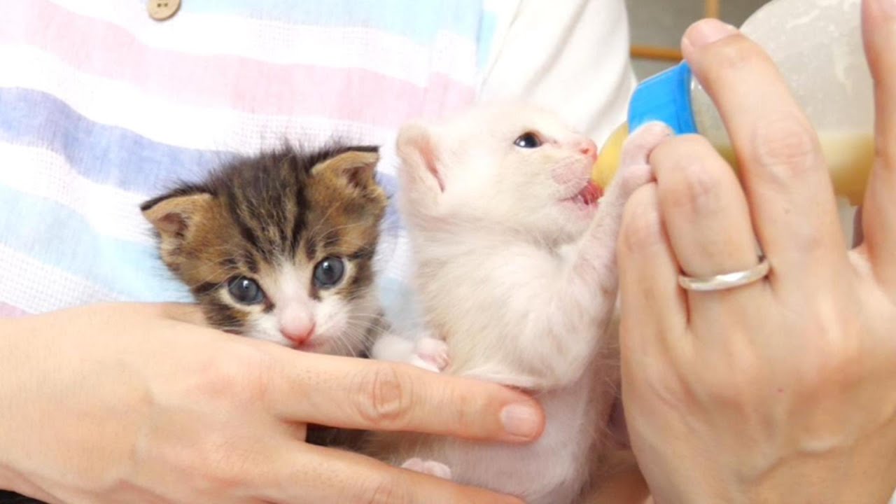 Кто пришел потревожить котенка, пьющего молоко? [Кошка под защитой]