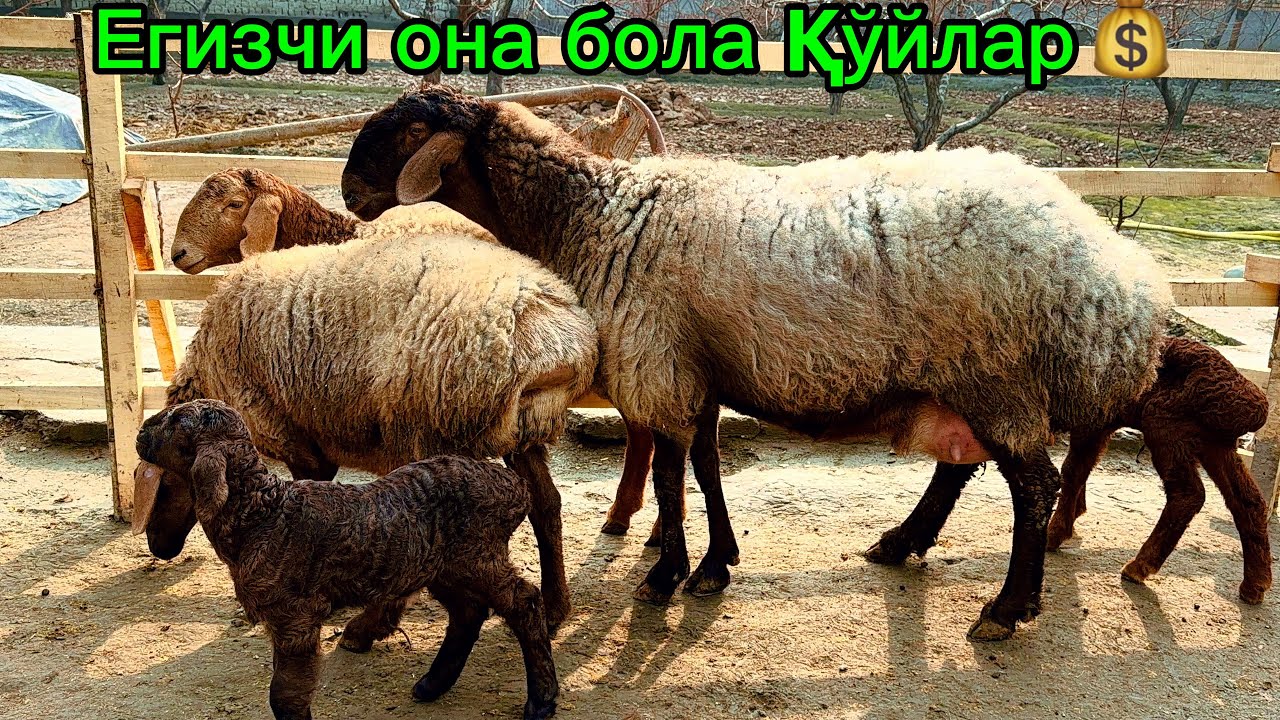 Йош егизакчи она бола қўйлар🔥 Шароп полвон фермаси Фарғона