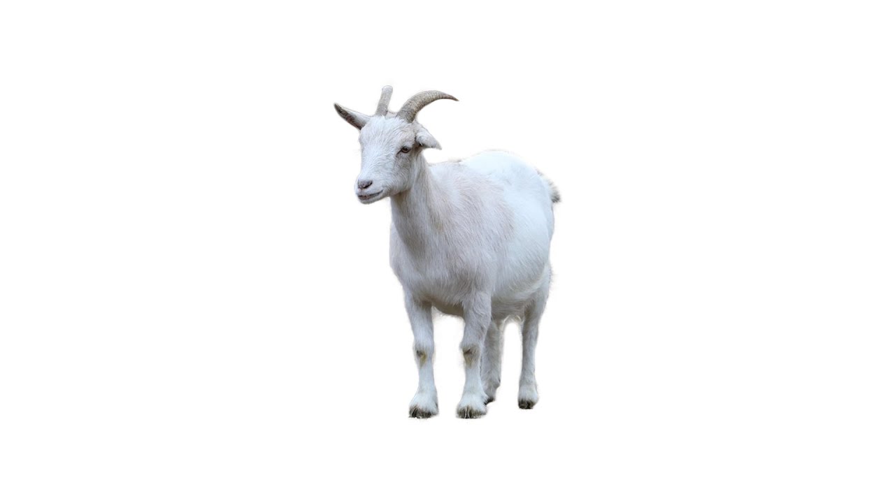 염소