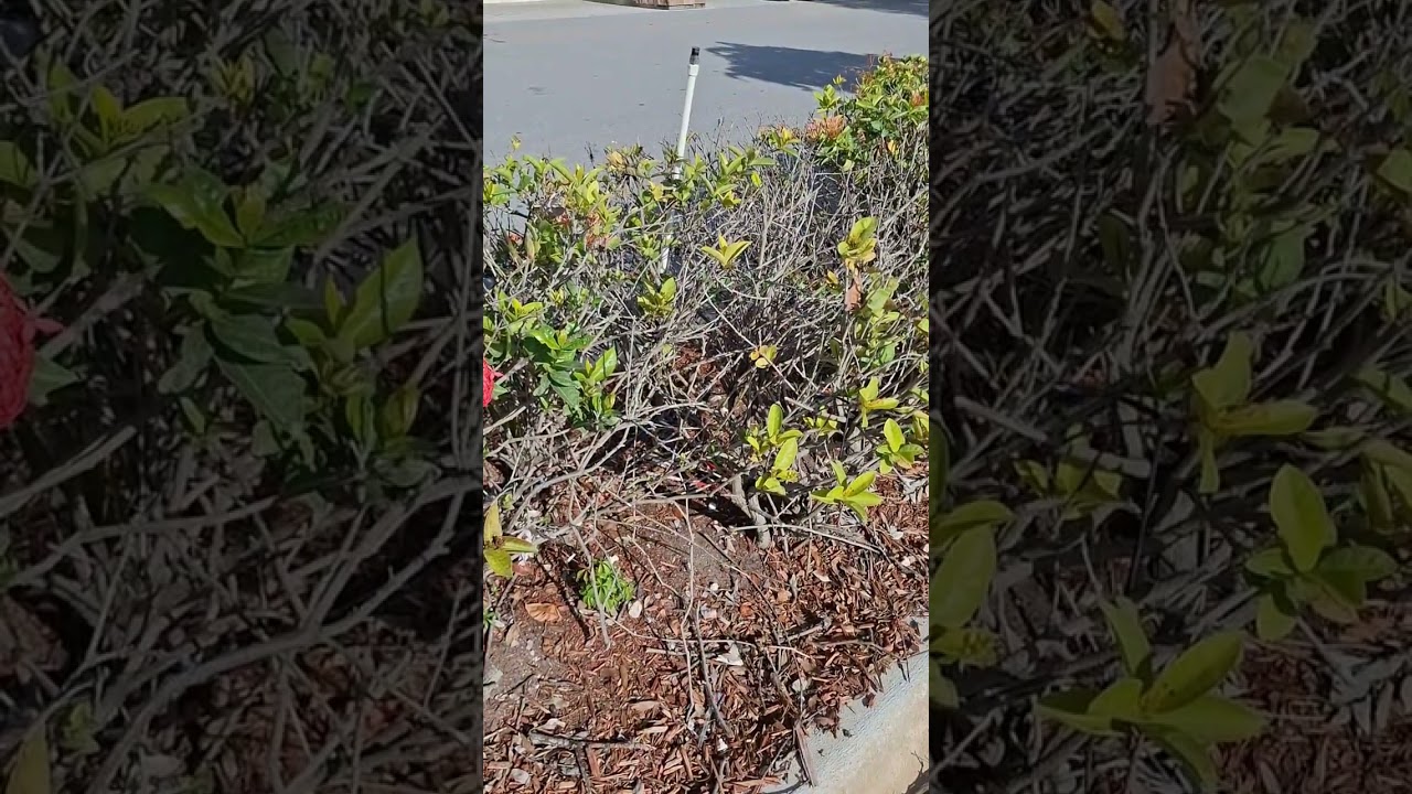 South Florida,July 2025, Health Clinic,Grass,Hedges,Dirt,Sprinklers,Flowers,Trees,Multch
