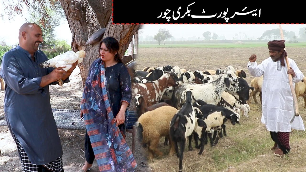 Bakri Chor l Airport Aur Baba Helmet New Funny Comedy video | K&A TV