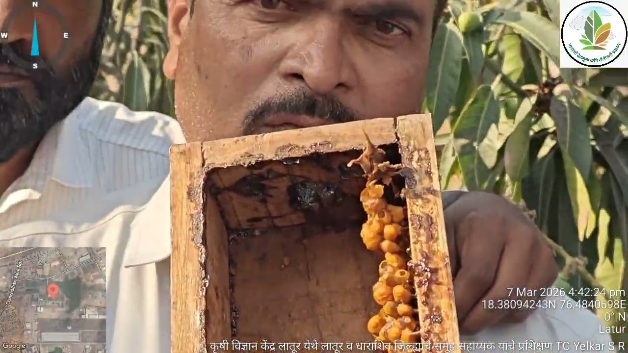 आंबा फळबागेसाठी व कांदा बीजोत्पादन करिता मधमाशी पेटीचा वापर