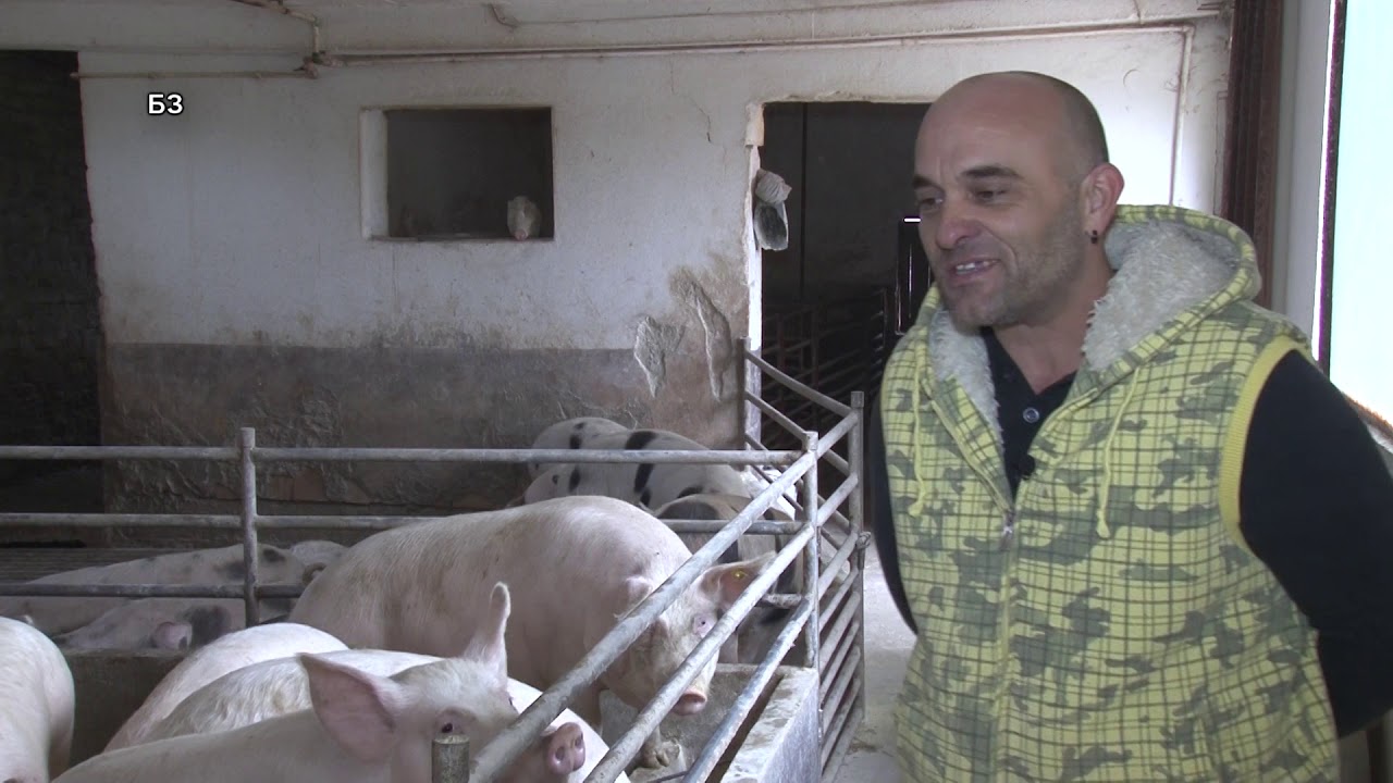 Najveca FARMA SVINJA na selu -  sta da rade srpski svinjari