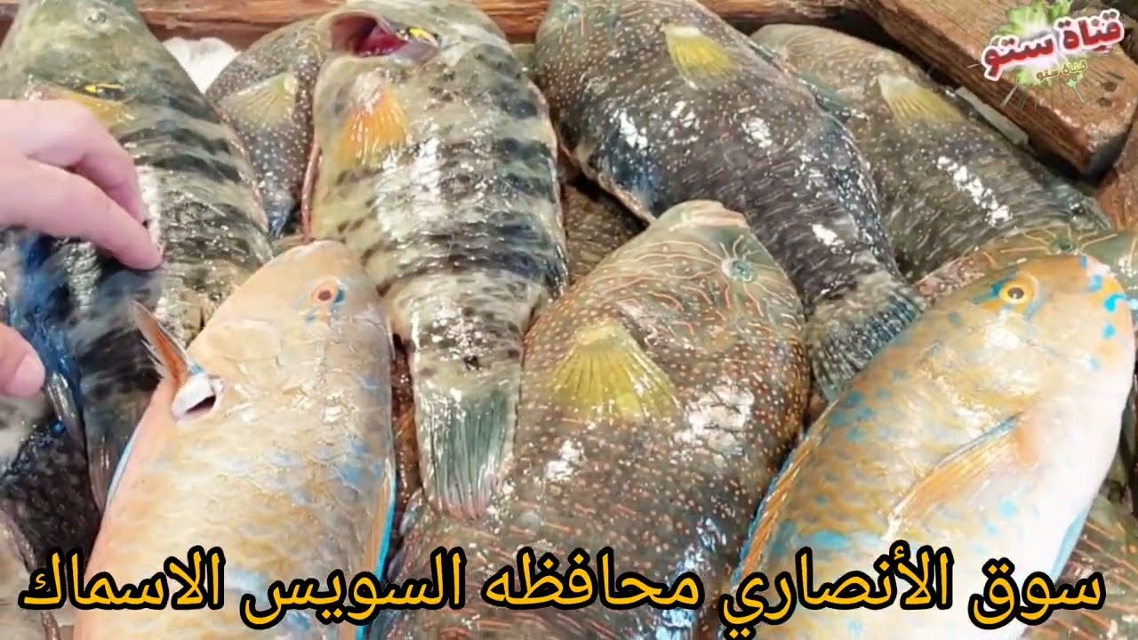 اتعرف على انواع الاسماك من داخل حلقة السمك بكل انواع  والأسعار اليومين دول مع اطيب بياع في السوق