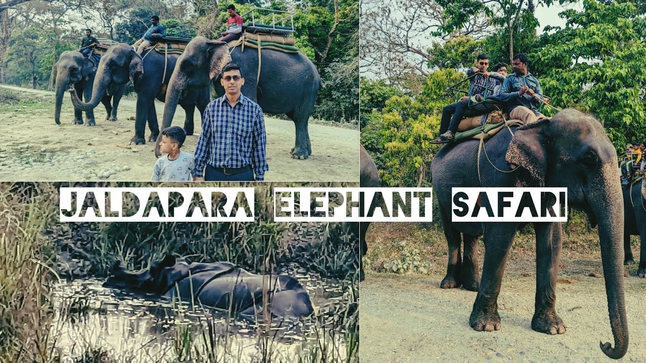 Elephant safari at Jaldapara National Park.