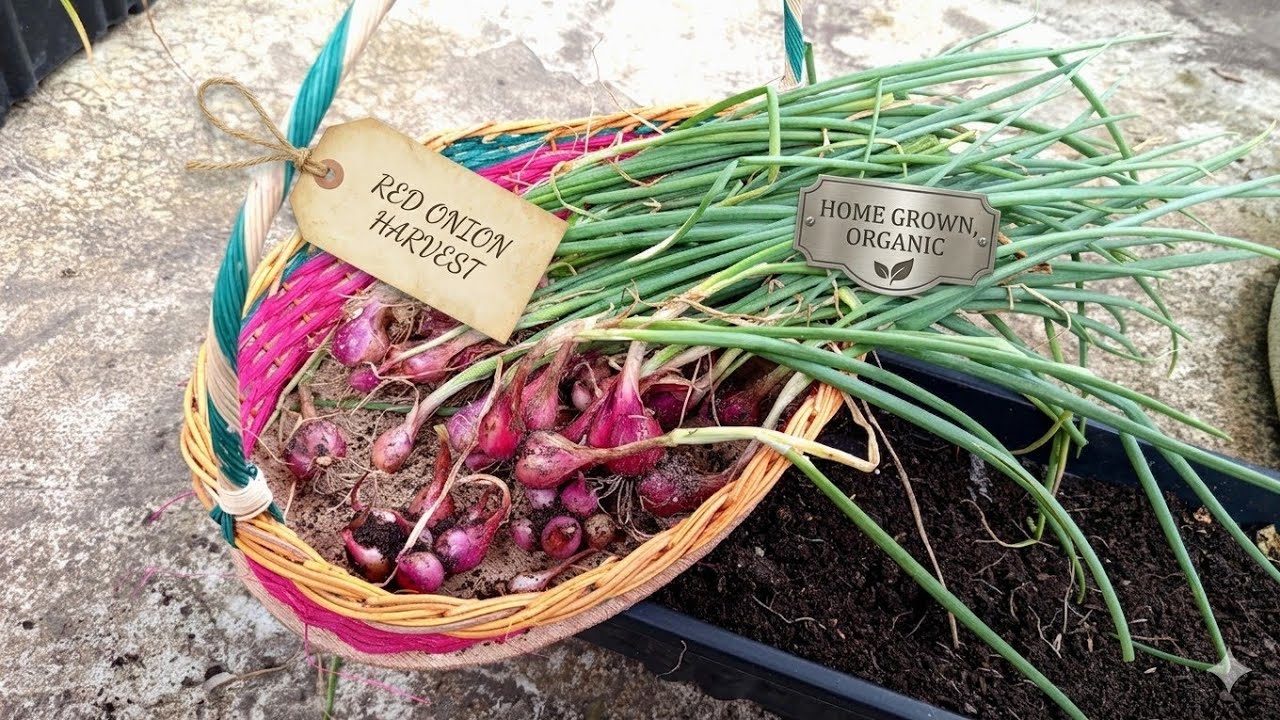 Akhirnya...! Panen juga si bawang merah di pot