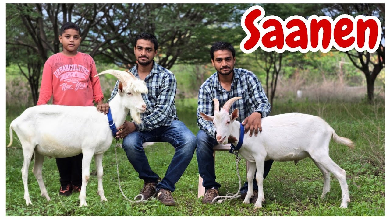 Quality Saanen Goats at Amber Goat farm Aurangabad Maharashtra
