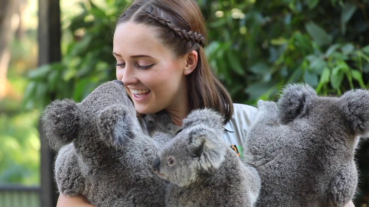 THREE KOALA CUDDLE! | The Australian Reptile Park