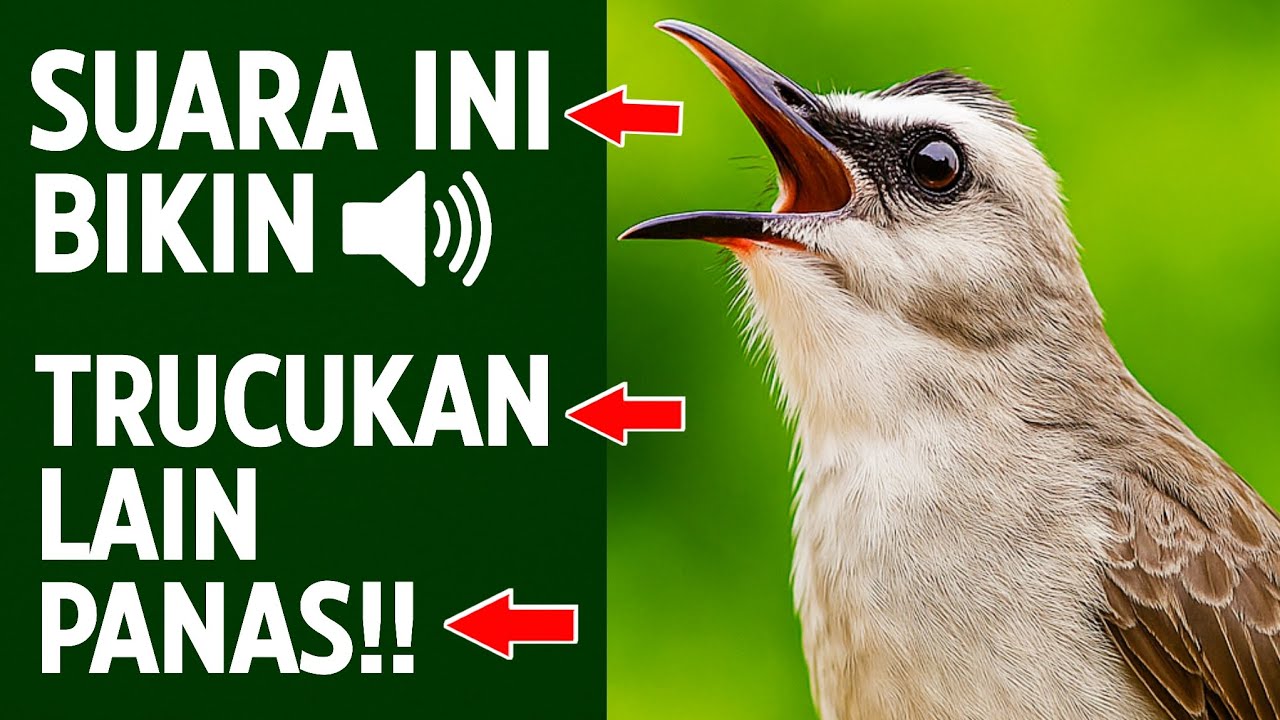 Suara Trucukan Gacor Ngalas & Ropel - Pancingan Terbaik Agar Cepat Bunyi