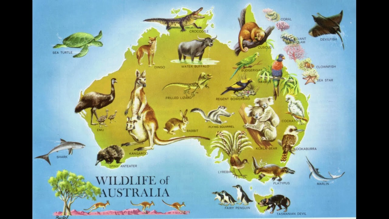 Podcast animali cl. 2 Oceania