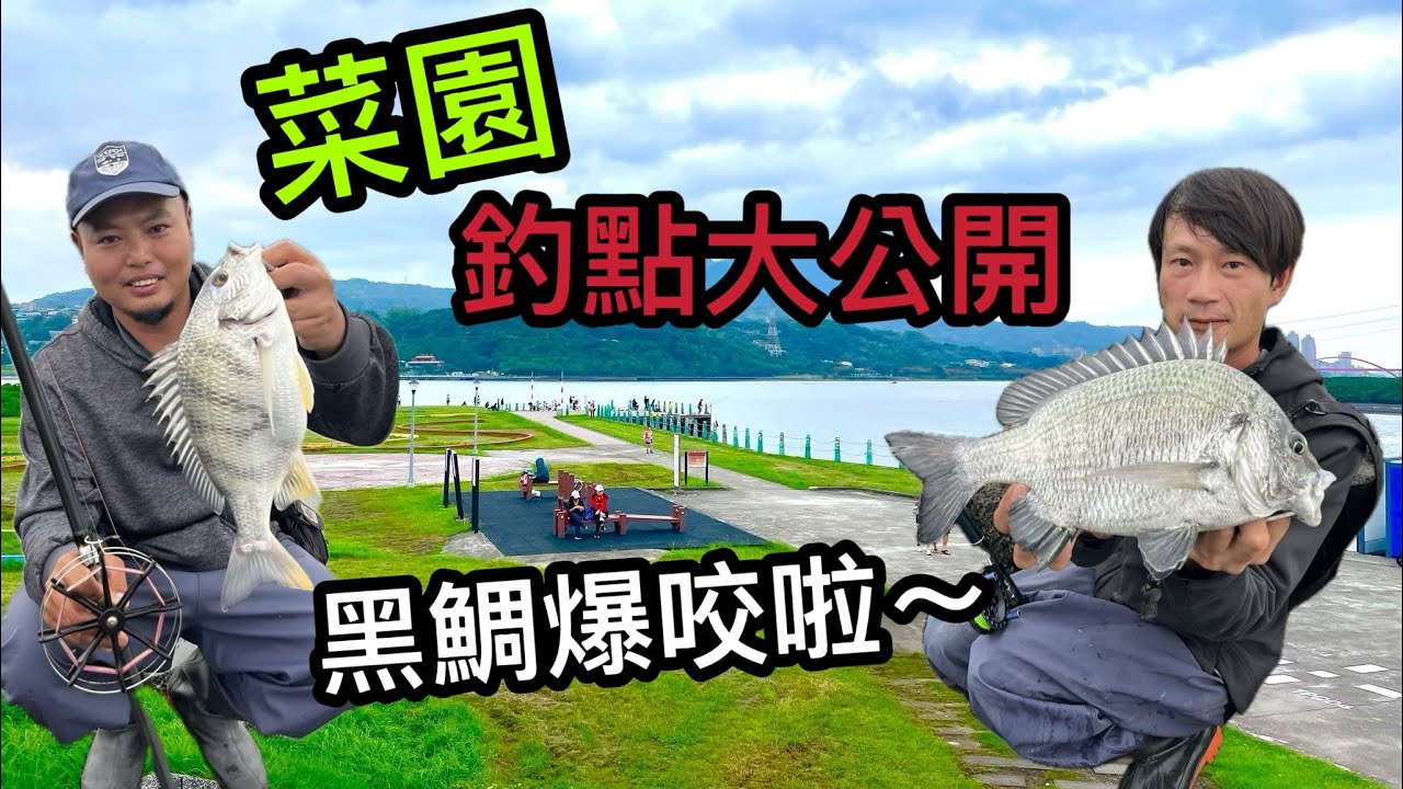 島頭公園菜園黑格氾濫 沙格多到閃不掉  拿上前打竿回到最初的感動 當年基本功就是這樣練出來的 #島頭公園 #前打 #黑格 #沙格 #紅槽 #活蝦 #fishing  #海男釣魚頻道 