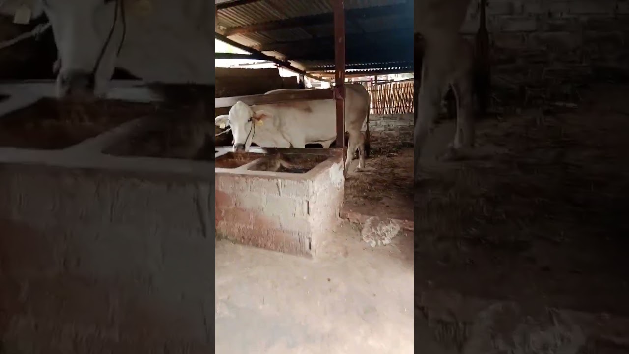 Dolan kandang sapi Lampung Tengah #lampungtengah