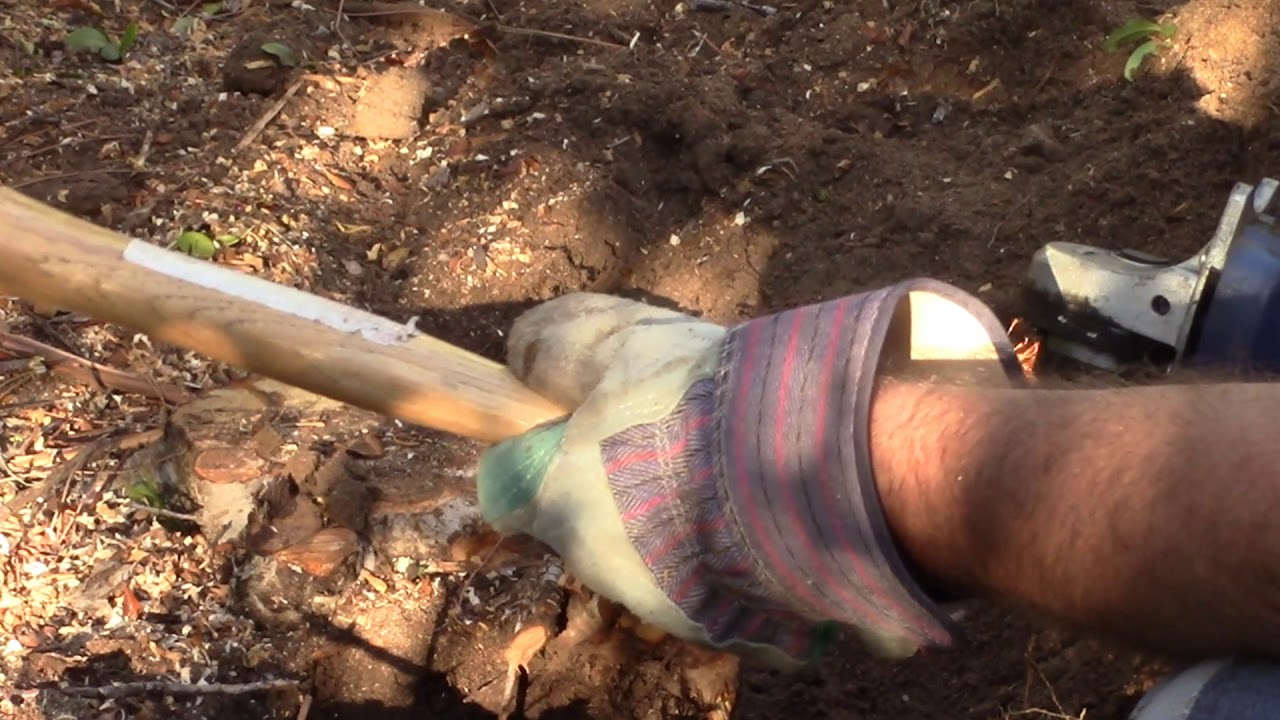 Removing An Old Pyracantha Bush