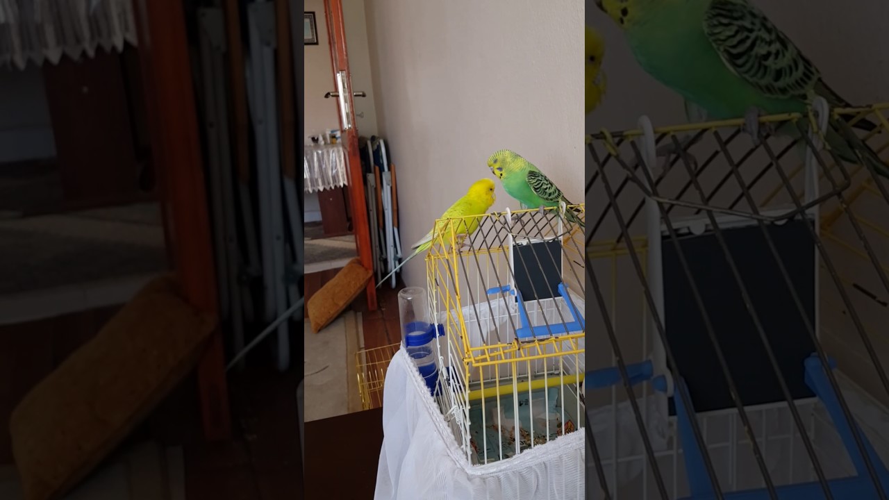 Muhapet Kuslarında &Ccedil;iftleş me g&ouml;r&uuml;nt&uuml;leri