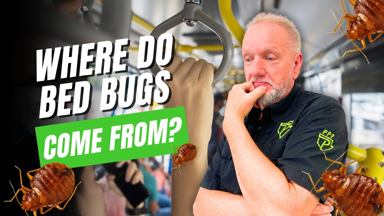 Where Do Bed Bugs Come From?