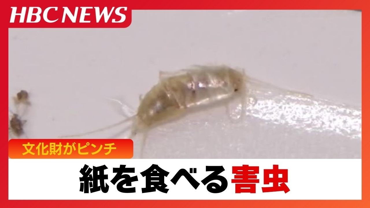 大好物は「紙」4年前に国内初確認の害虫「ニュウハクシミ」急拡大で博物館が大ピンチ、1点モノの文化財を守れ!学芸員が突き止めた弱点で撲滅へ
