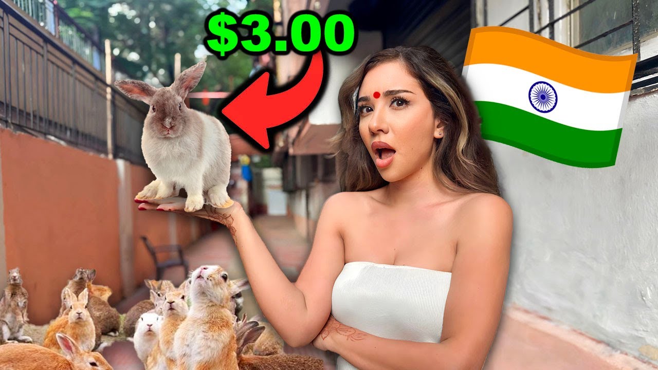 These are the homeless bunnies of INDIA