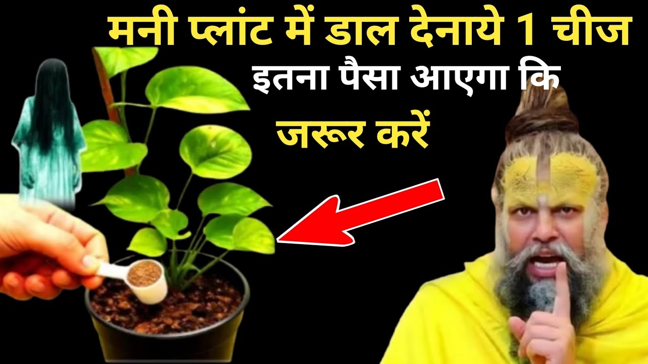 मनी प्लांट मे चुपचाप डाल देना ये 1 चीज घर मे लक्ष्मी दौड़ी चली आएगी premanand ji maharaj 