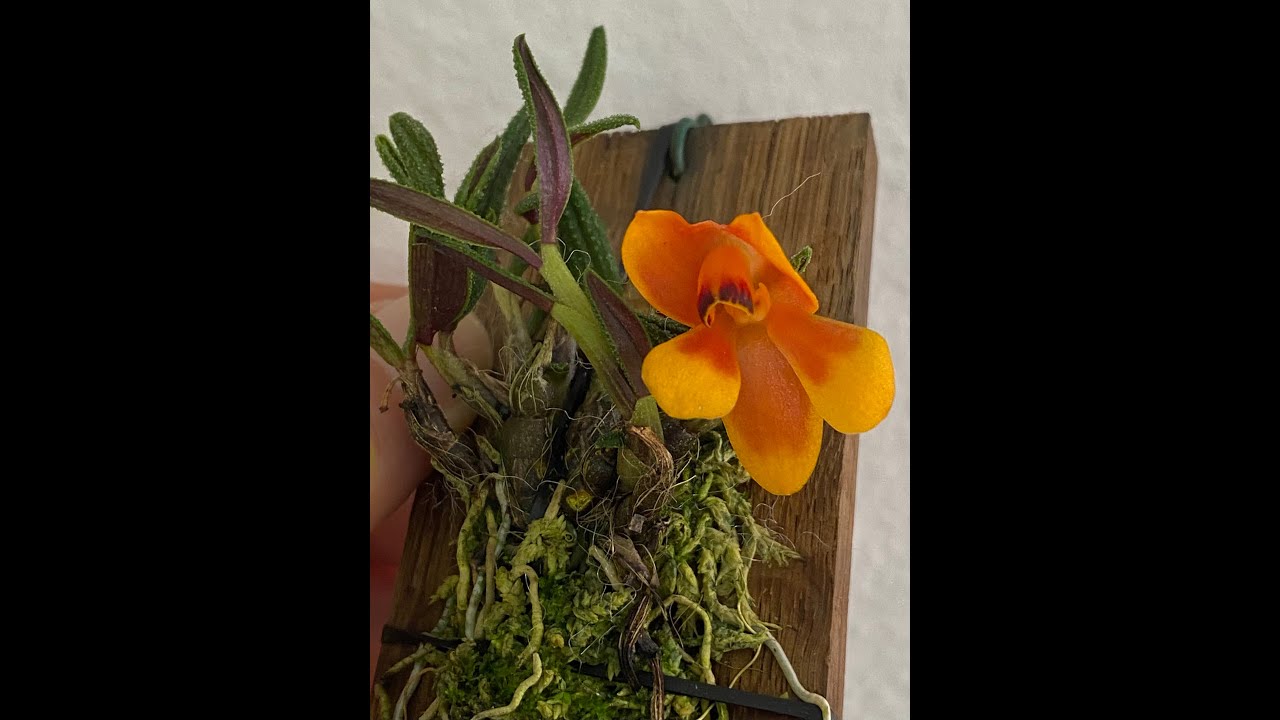 Unboxing New Orchids From Dexter Hodes