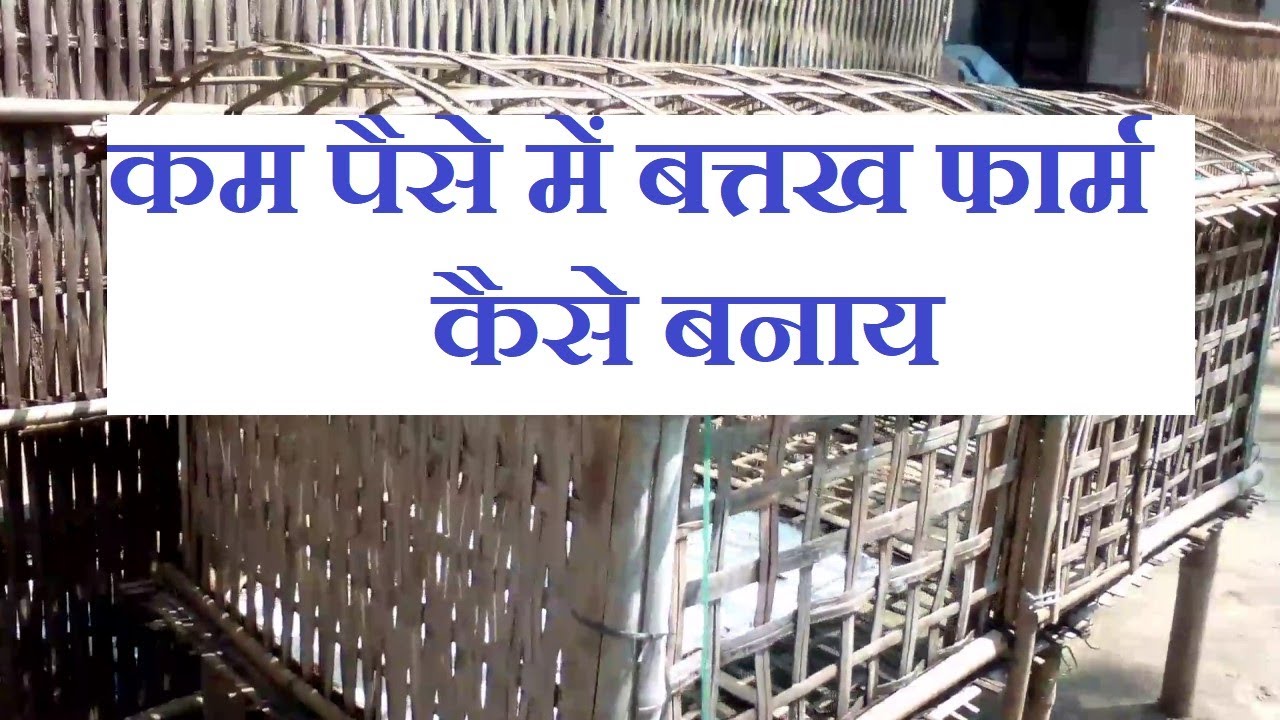 कम पैसे में बत्तख का फार्म कैसे बनाय || How Can Make Low Cost Duck Farm || 8797333083 || पलामू