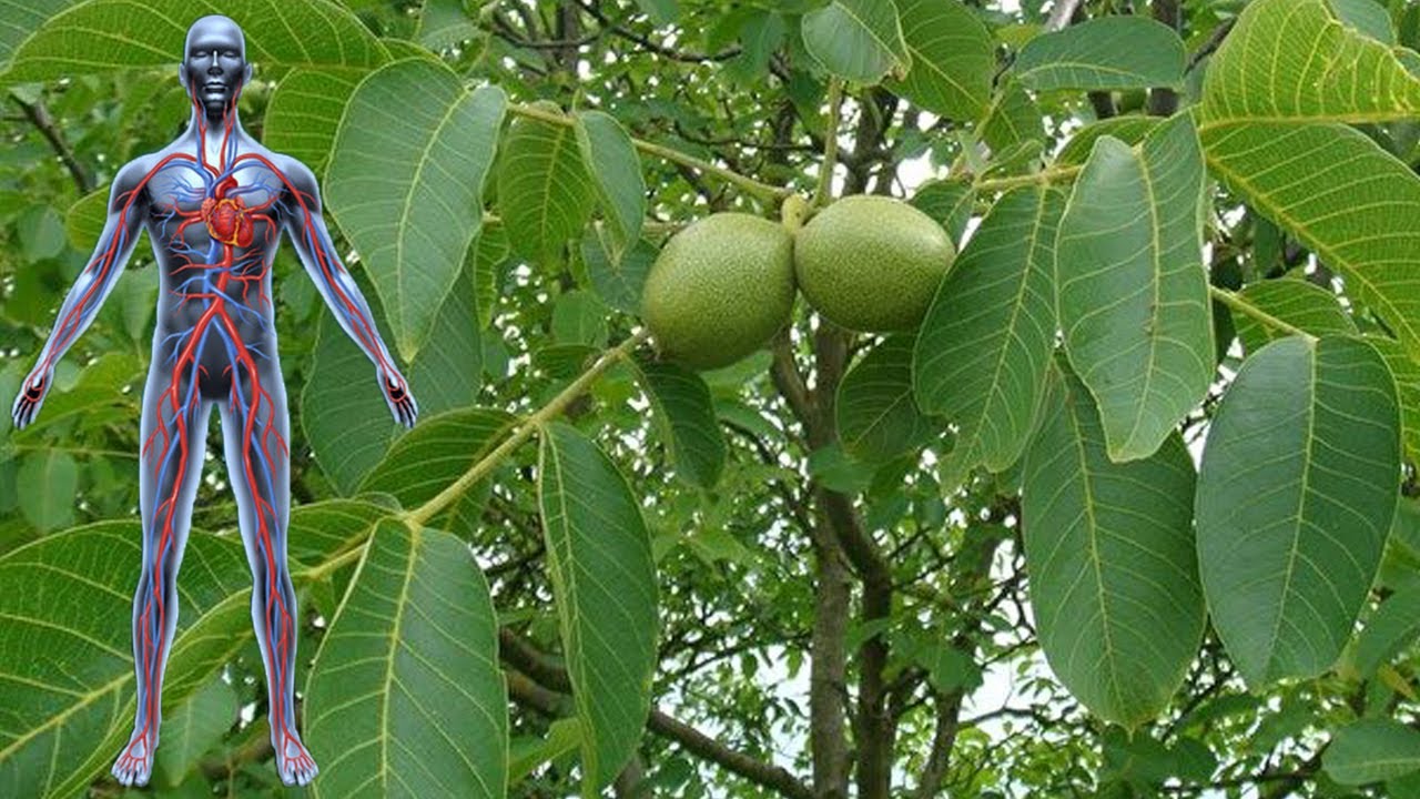 BU YARPAQ BURNUMUZUN DİBİNDƏ BİTİR, ANCAQ FAYDALARINDAN XƏBƏRİMİZ YOXDUR.