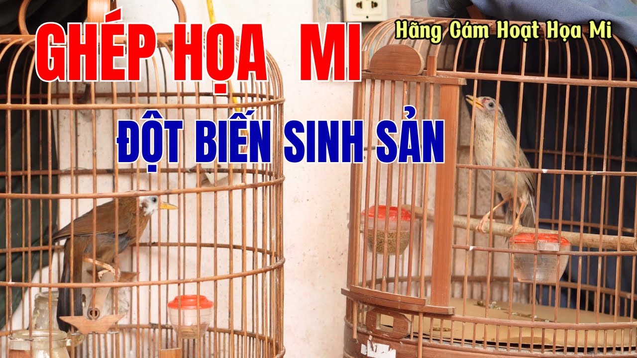 Ghép chim họa mi đột biết sinh sản, cách ghép họa mi sinh sản | Họa Họa Mi