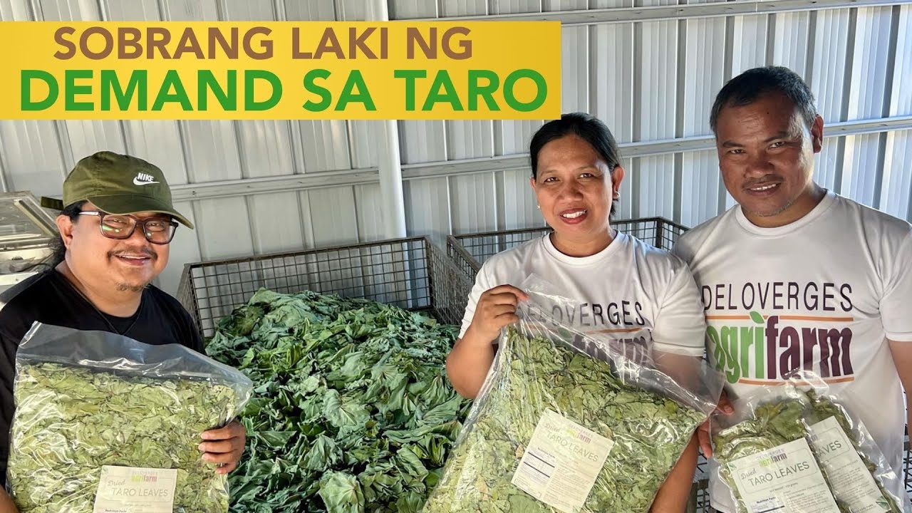 Magtanim ng Madaming TARO Dahil SOBRANG LAKI ng DEMAND!