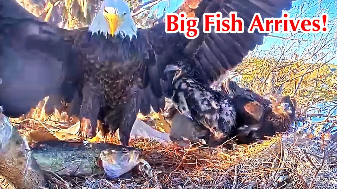 #356🦅Brutus🐥52° & Peanut🐥47°／Winter Park Eagle Nest 2026／Against All Odds:One-Eyed Mom／Wink💗Atlas